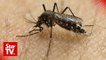 20 people contracted Chikungunya in Alor Setar