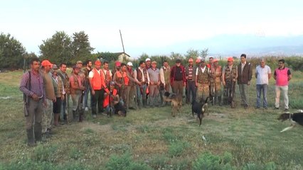 Yaban domuzlarına yönelik sürek avı