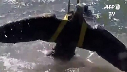 Gericht in Uruguay ordnet Verkauf von Nazi-Adler an