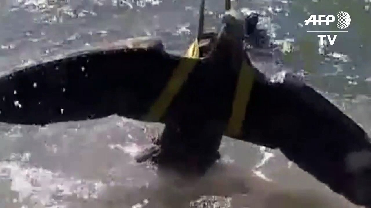 Gericht in Uruguay ordnet Verkauf von Nazi-Adler an