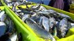 El precio de las sardinas se dispara en los mercados gallegos en la víspera de San Juan