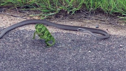 Un caméléon face in un gros serpent sauvé de justesse