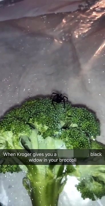 Un homme découvre une araignée veuve noire dans ses brocolis... Miam