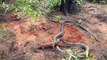 Un cobra royal avale un gros lézard... Impressionnant