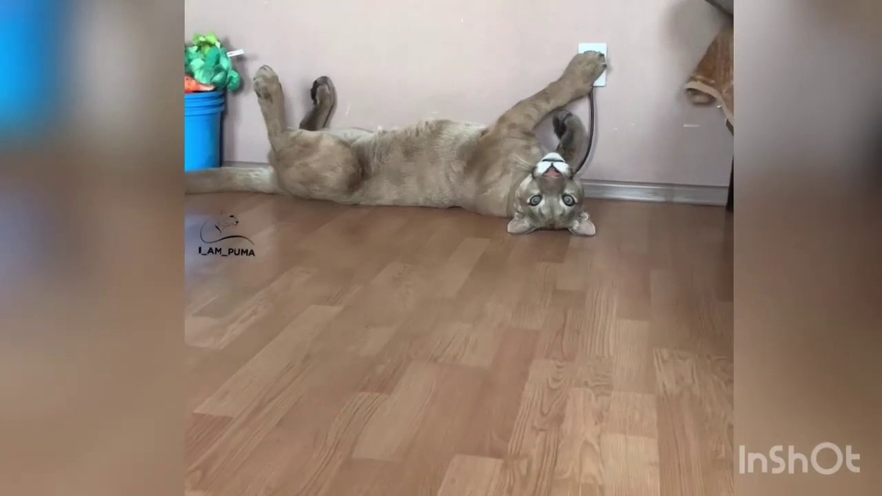 Son gros chat joue avec la prise électrique... Très gros chat