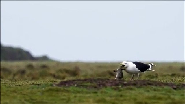 Un Goéland avale un gros lapin en entier... Gourmand