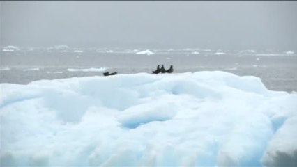 Greenpeace viaja a la Antártida para crear el mayor santuario del mundo