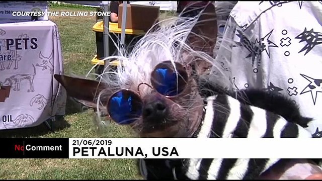 California, ecco il cane più brutto del mondo