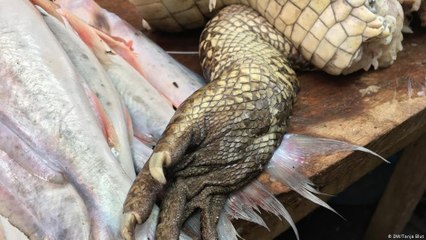 ازدهار تجارة الحيوانات البرية غير القانونية في البيرو