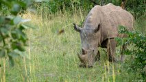 مبادرة خاصة لحماية حيوانات وحيد القرن