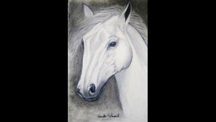 I Draw A Horse  Drawing Black - White