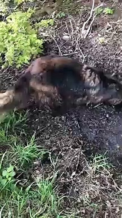 Un chien prend un bain de boue