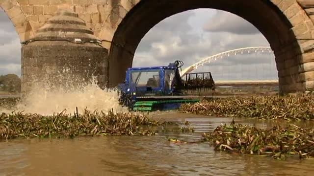 Comienza la retirada del camalote que invade el cauce del Guadiana a su paso por Mérida y Badajoz