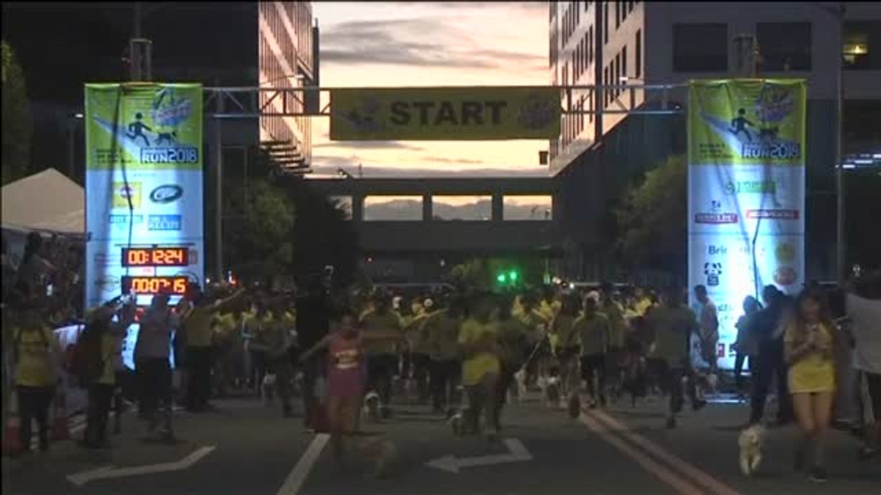 Cientos de perros participan junto a sus dueños en la 'Carrera por la diversión' de Manila