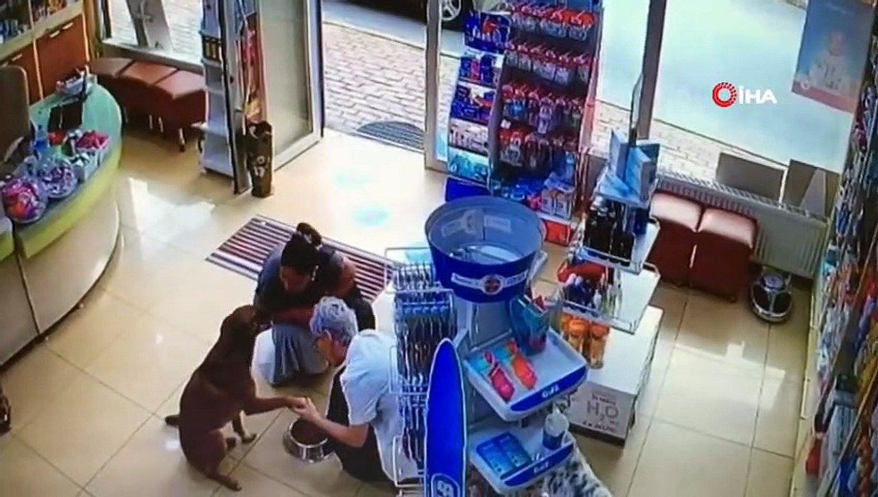 Yaralı köpek patisini kaldırarak eczacıdan adeta yardım istedi