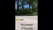 Une tortue traverse un boulevard sans périr