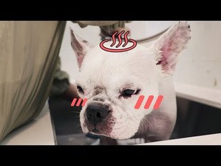 ★문상드림★ 엉덩이를 만지니 야리꾸리한 소리를 내는 강아지 / dog grooming /  [개이크오버 EP5]를