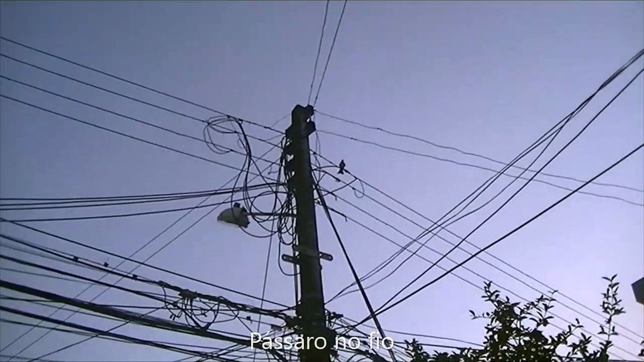 Pássaro no fio