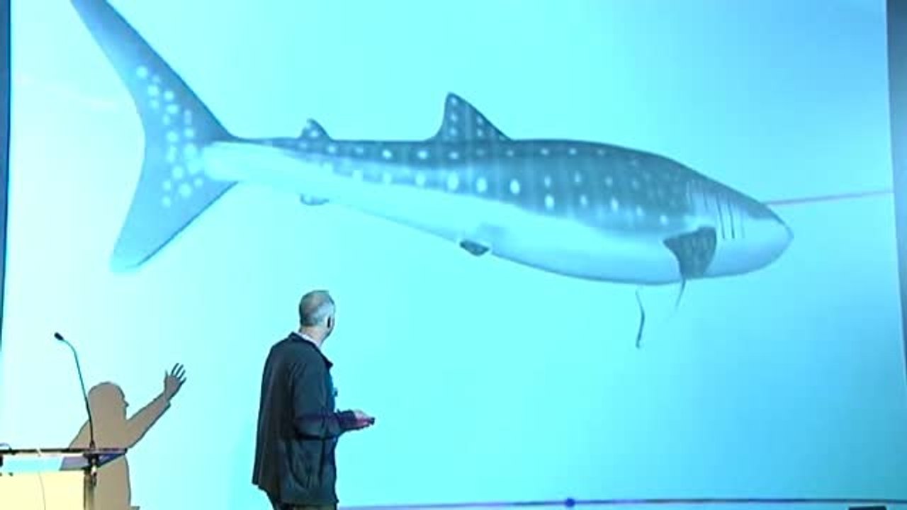 Prueban en el Oceanogràfic de Valencia los "sensores tirita" en animales para explorar los océanos