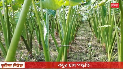 agro কচুর চাষ পদ্ধতি