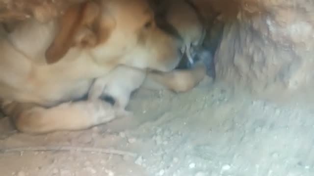 La Guardia Civil detiene a dos personas en Murcia acusadas de maltrato animal