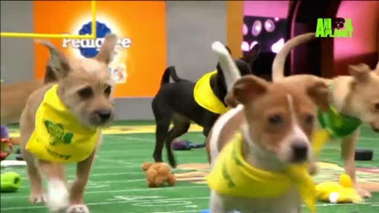 La XIV edición de la Puppy Bowl llega para crear conciencia sobre las adopciones de mascotas