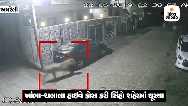ખાંભા-ચલાલા હાઇવે ક્રોસ કરી સિંહો શહેરમાં ઘૂસ્યા, CCTVમાં દ્રશ્યો કેદ થયા