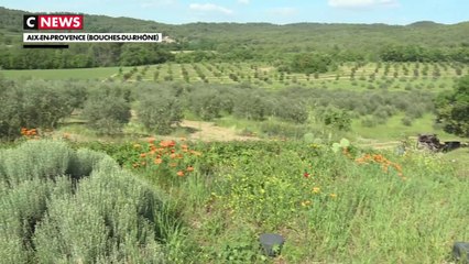 Bouches-du-Rhône : les agriculteurs à la conquête des pistachiers