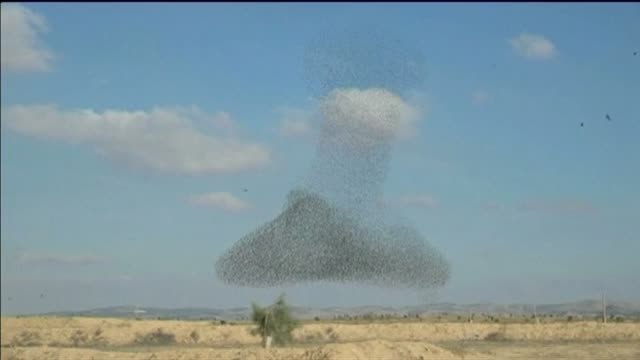 Una bandada de pájaros deja figuras espectaculares en Israel