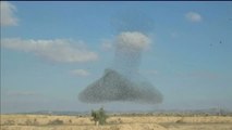 Una bandada de pájaros deja figuras espectaculares en Israel