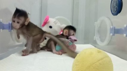 China anuncia la primera clonación de primates