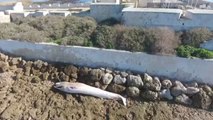 Aparece una ballena muerta en la playa gaditana de Sancti Petri