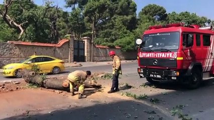 Otomobilin çarptığı ağaç devrildi - İSTANBUL