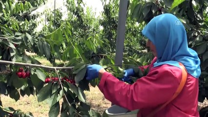 'Türk kirazını en yüksek birim fiyatıyla ihraç edebiliriz' - ANTALYA