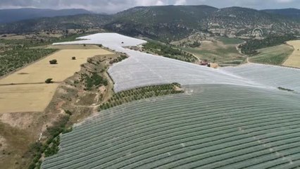 "Türk kirazını en yüksek birim fiyatıyla ihraç edebiliriz"