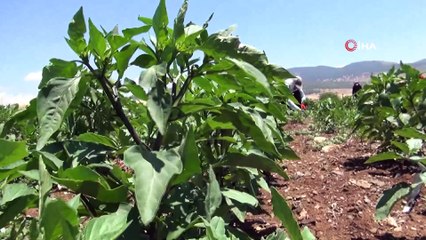 Kırmızı biber üreticilerinden fiyat uyarısı