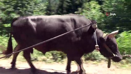 Artvin’de boğalar Kafkasör festivali öncesi kampa girdi
