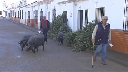 Trigueros celebra su tradicional rifa de cerdos