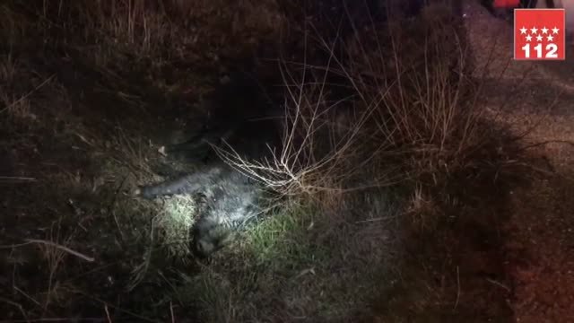 Tres heridos en un accidente de tráfico en Madrid al tratar de esquivar a cuatro jabalíes