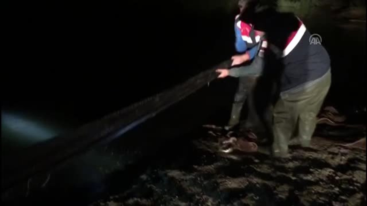 Kaçak avlanan 10 ton inci kefali suya bırakıldı