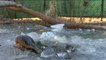 Imágenes de supervivencia de los aligátores en plena ola de frío en Carolina del Norte (EEUU)