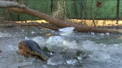 Imágenes de supervivencia de los aligátores en plena ola de frío en Carolina del Norte (EEUU)