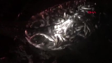 Van'da 11 ton inci kefali ele geçirildi