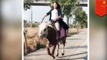 Wanita di Cina tunggangi sapi karena kuda terlalu mahal - TomoNews