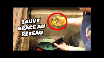 Ce caneton a été sauvé grâce au smartphone d&#39;un pompier