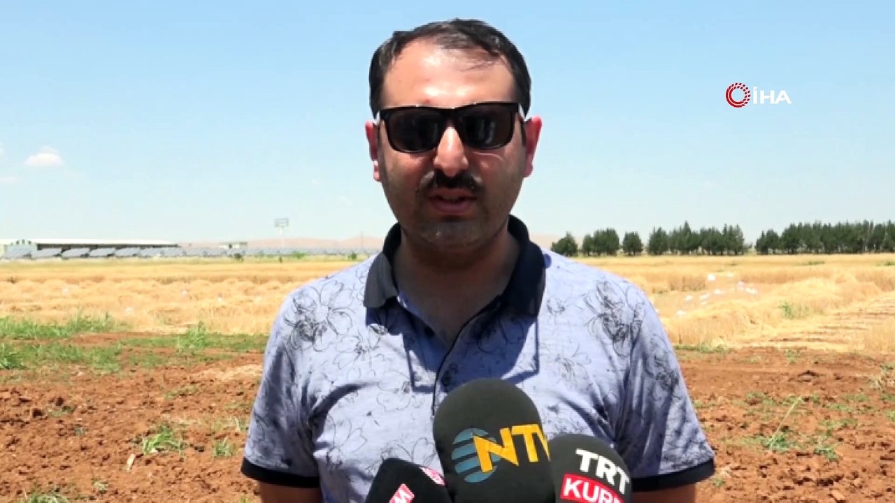 Şanlıurfa’da yerli tohumda hasat bereketi...Yerli tohumun verdiği ürünün ilk hasadı yapıldı
