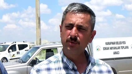 12 köpek telef edilmiş halde bulundu - KONYA