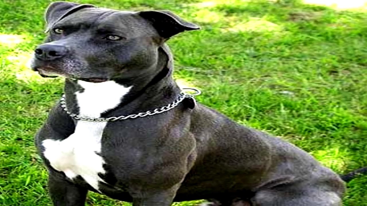 Pitbull terrier