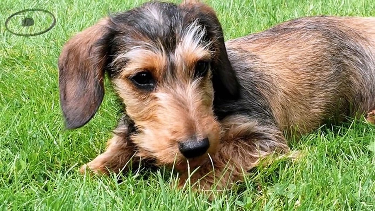 Perro Salchicha