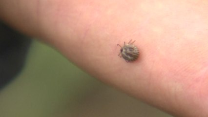 전북에서 50대 야생진드기 SFTS 환자 숨져 / YTN